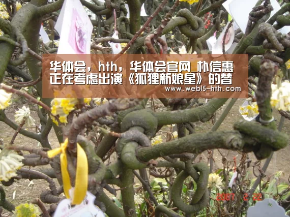 华体会，hth，华体会官网